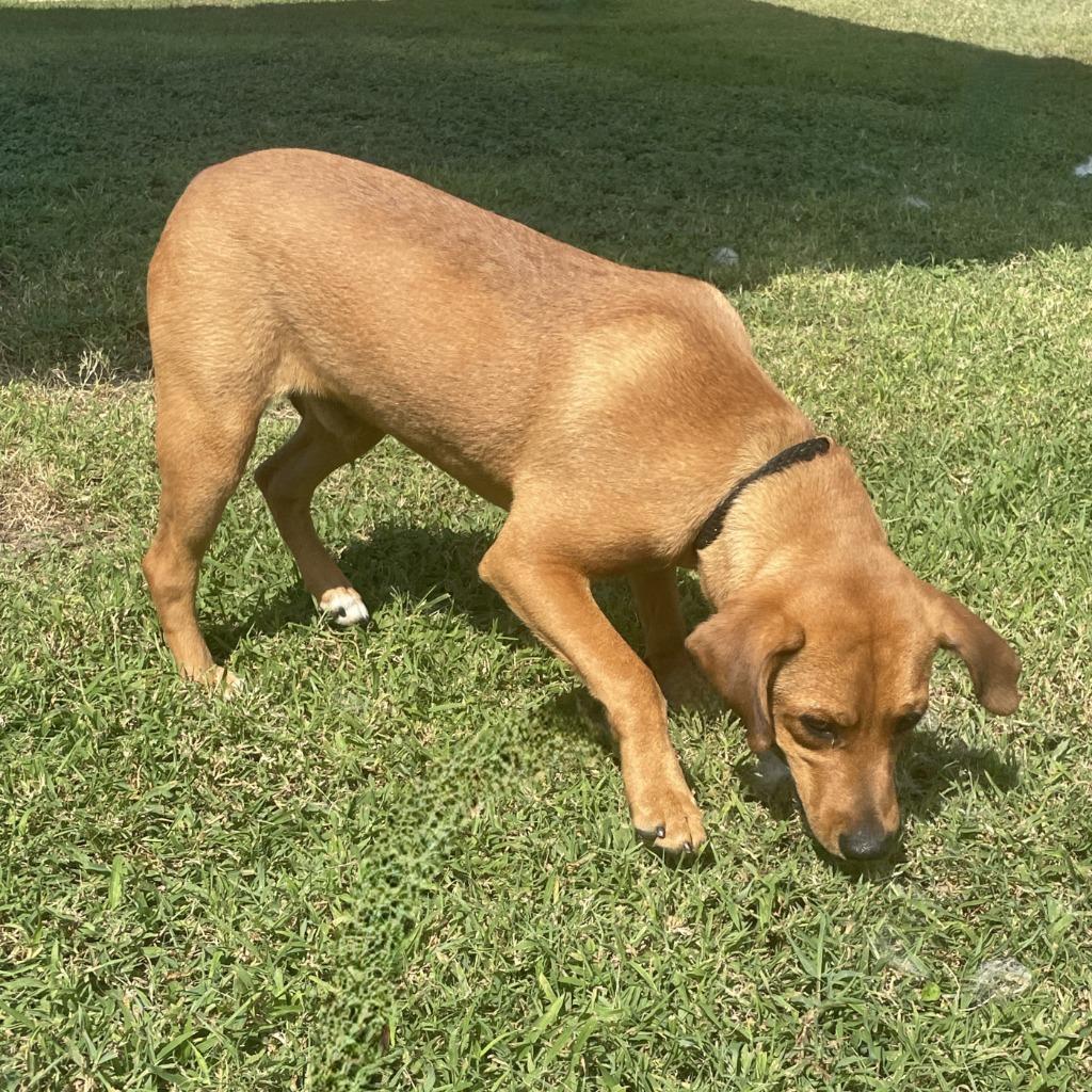 Enlarge Finn, a Adoptable mixed breed in Brenham, TX image 1/6