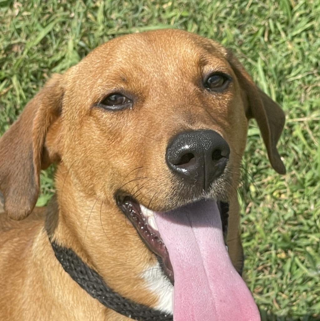 Enlarge Finn, a Adoptable mixed breed in Brenham, TX image 2/6