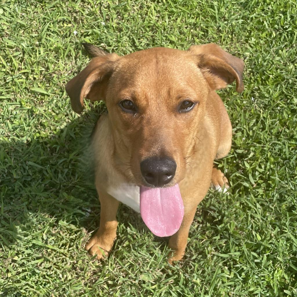 Enlarge Finn, a Adoptable mixed breed in Brenham, TX image 3/6