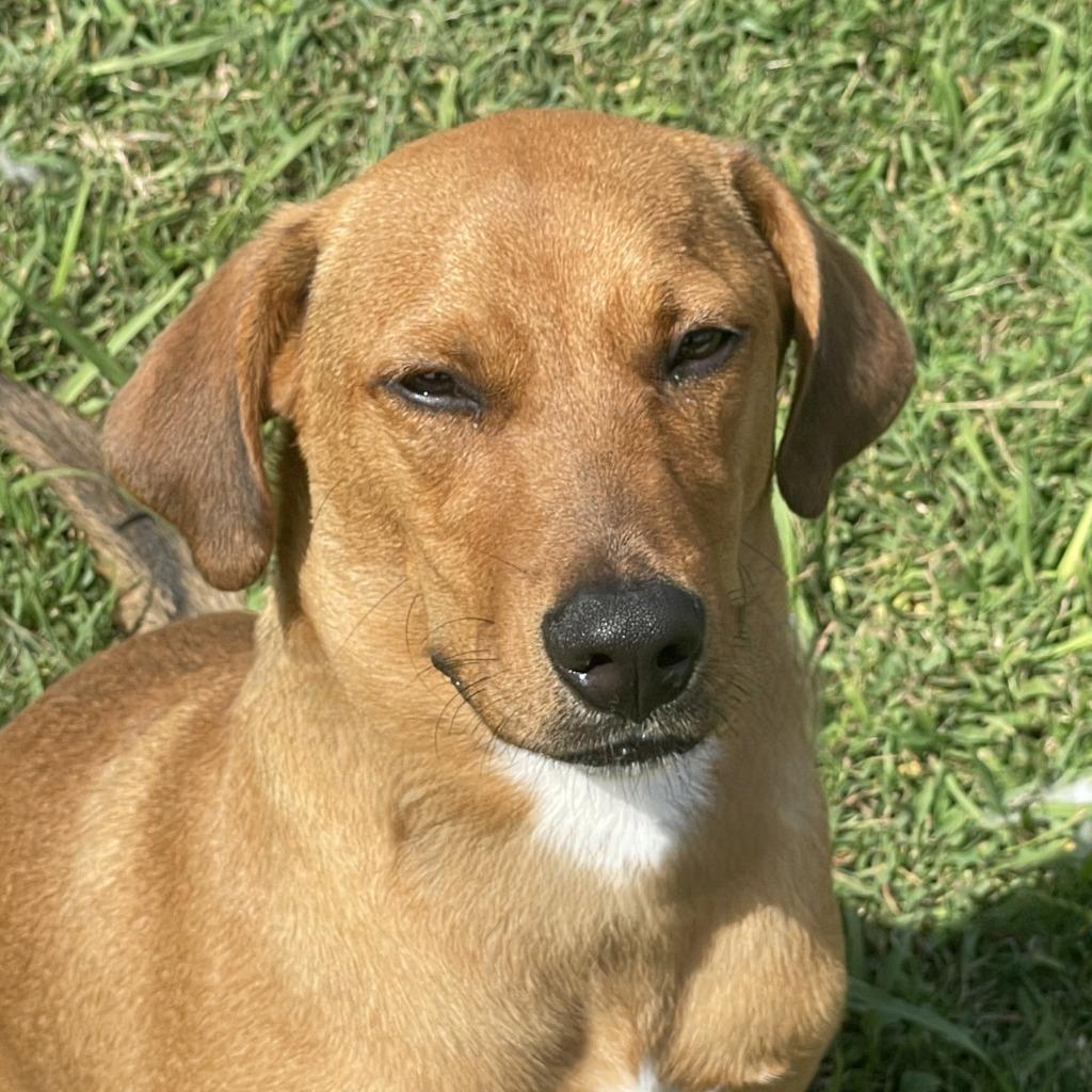 Enlarge Finn, a Adoptable mixed breed in Brenham, TX image 4/6