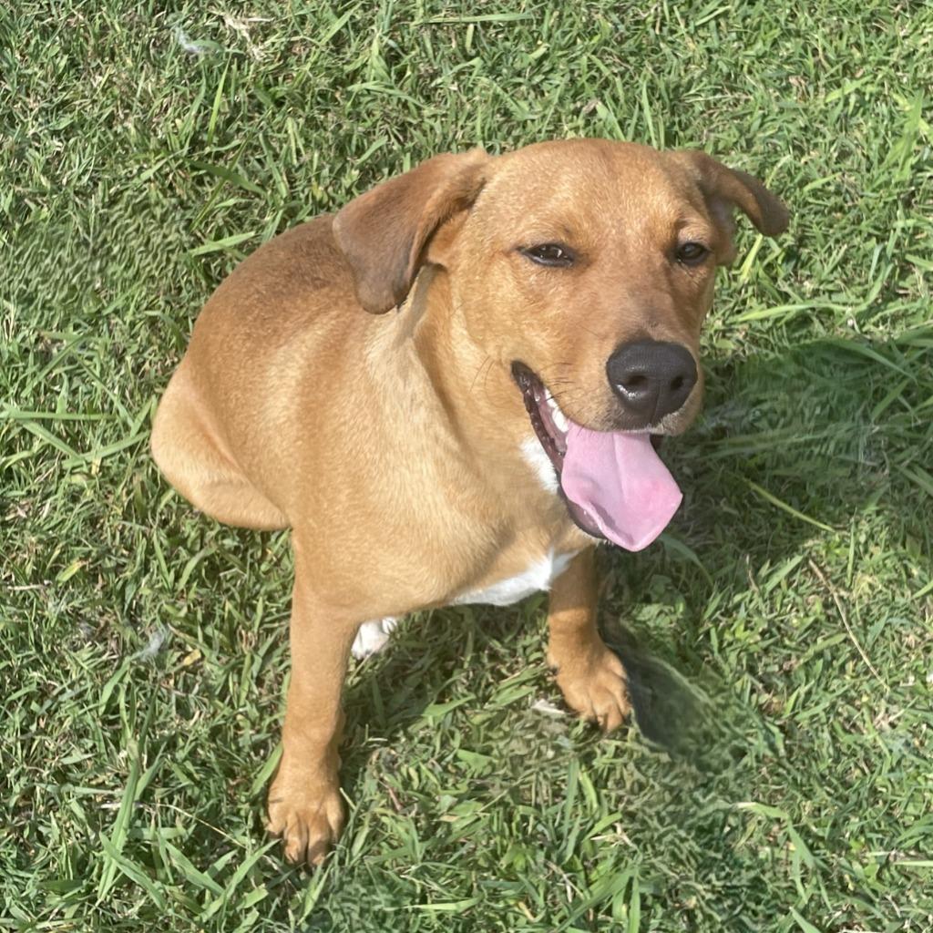 Enlarge Finn, a Adoptable mixed breed in Brenham, TX image 5/6