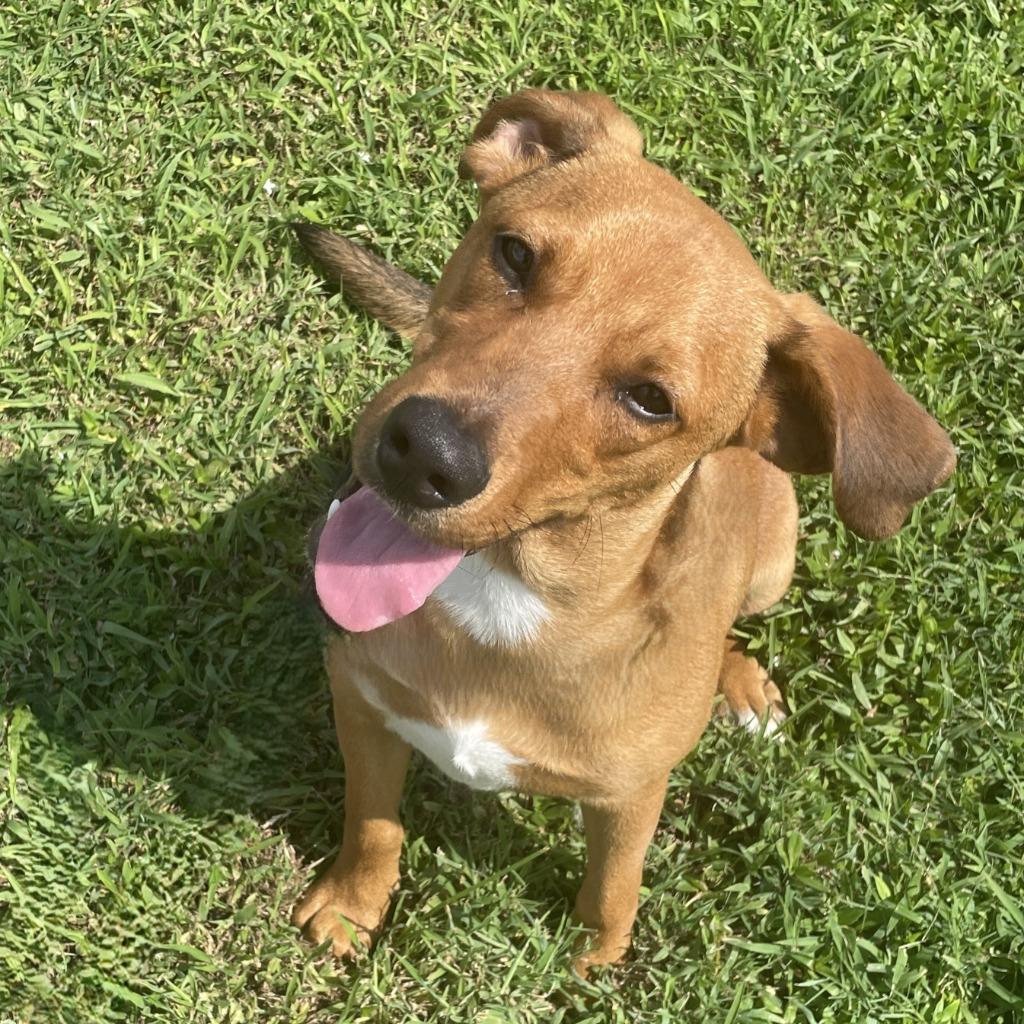 Enlarge Finn, a Adoptable mixed breed in Brenham, TX image 6/6