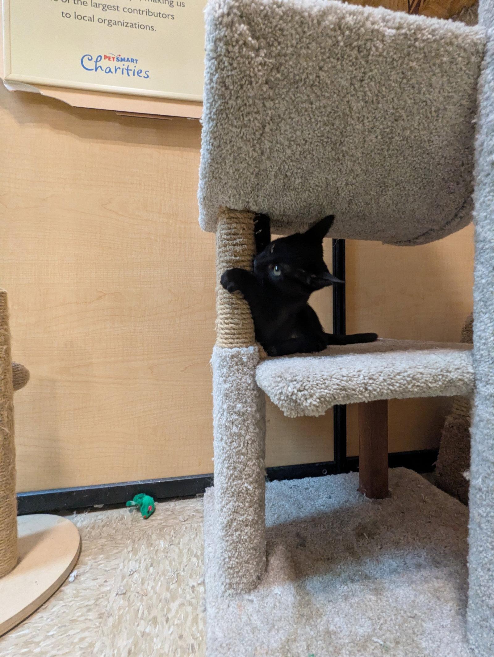 Ninja, Adopted, Kitten Female Domestic Short Hair.