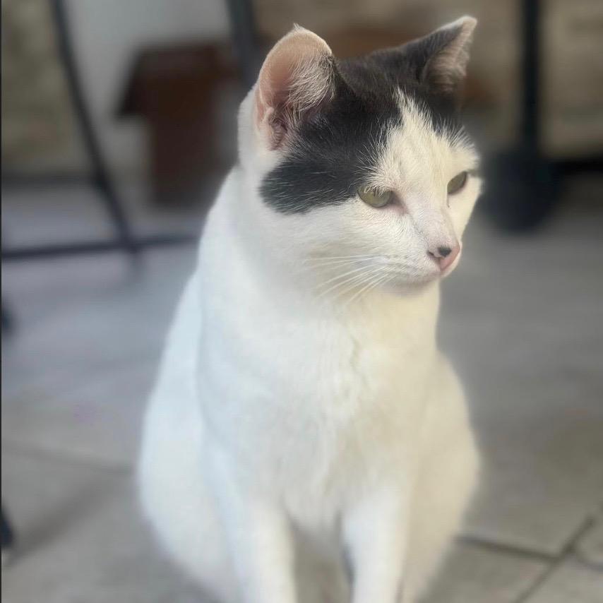 Enlarge Marie, a Adoptable Domestic Short Hair in League City, TX image 1/3