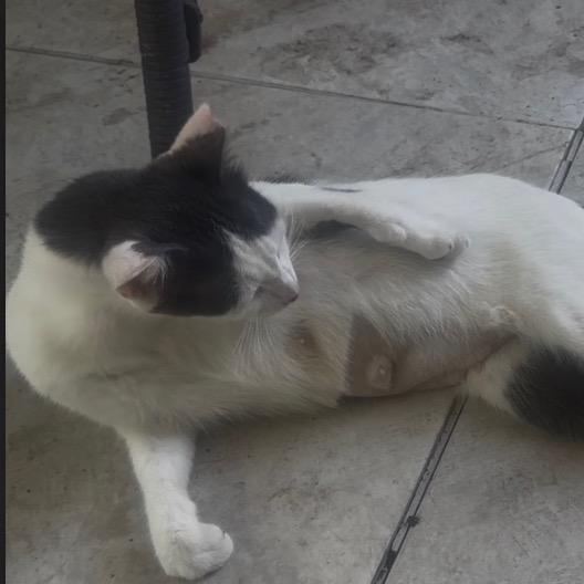 Enlarge Marie, a Adoptable Domestic Short Hair in League City, TX image 3/3