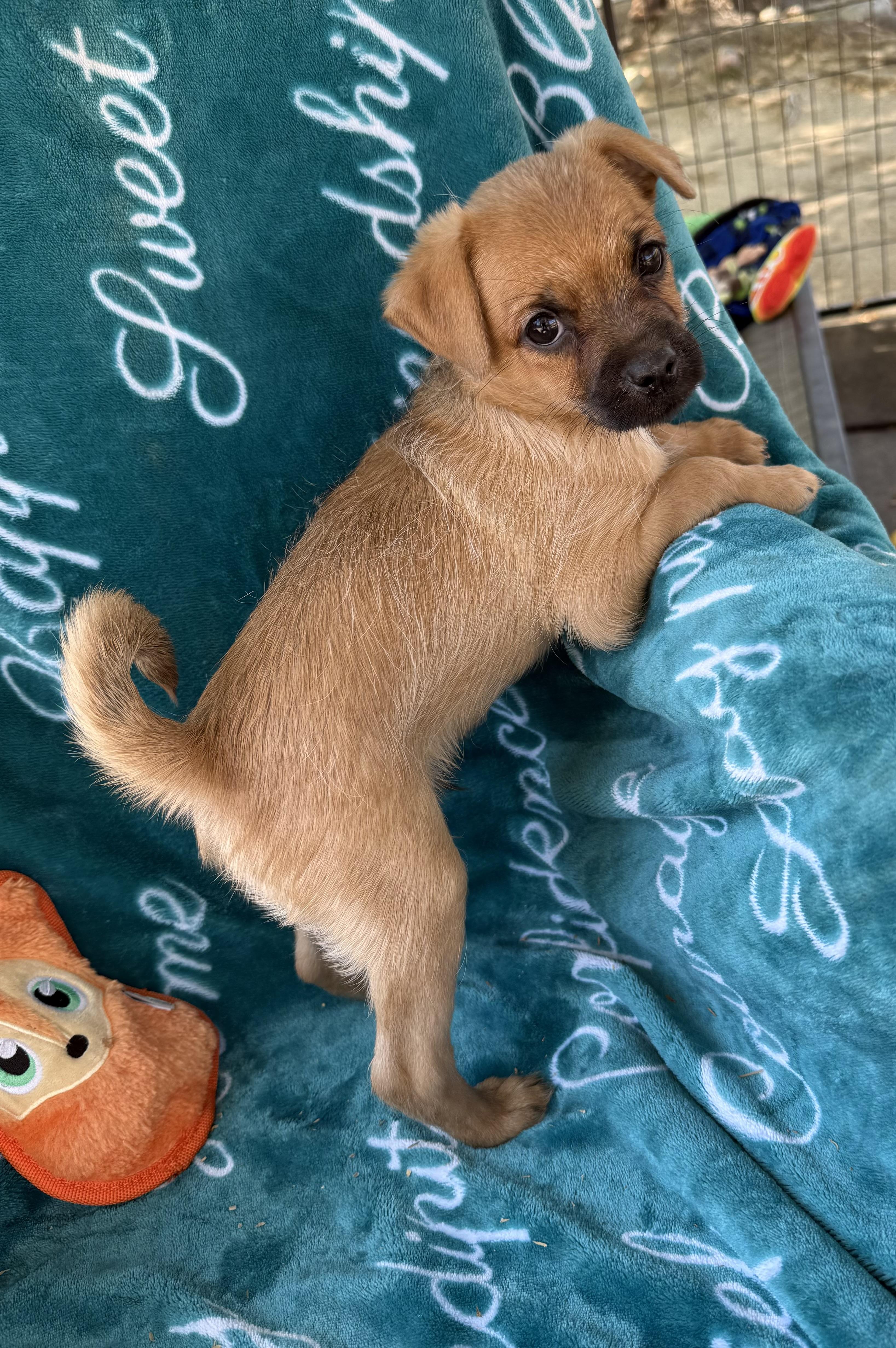 Clyde, a ADOPTABLE mixed breed in Corona Del Mar, CA image 2/2