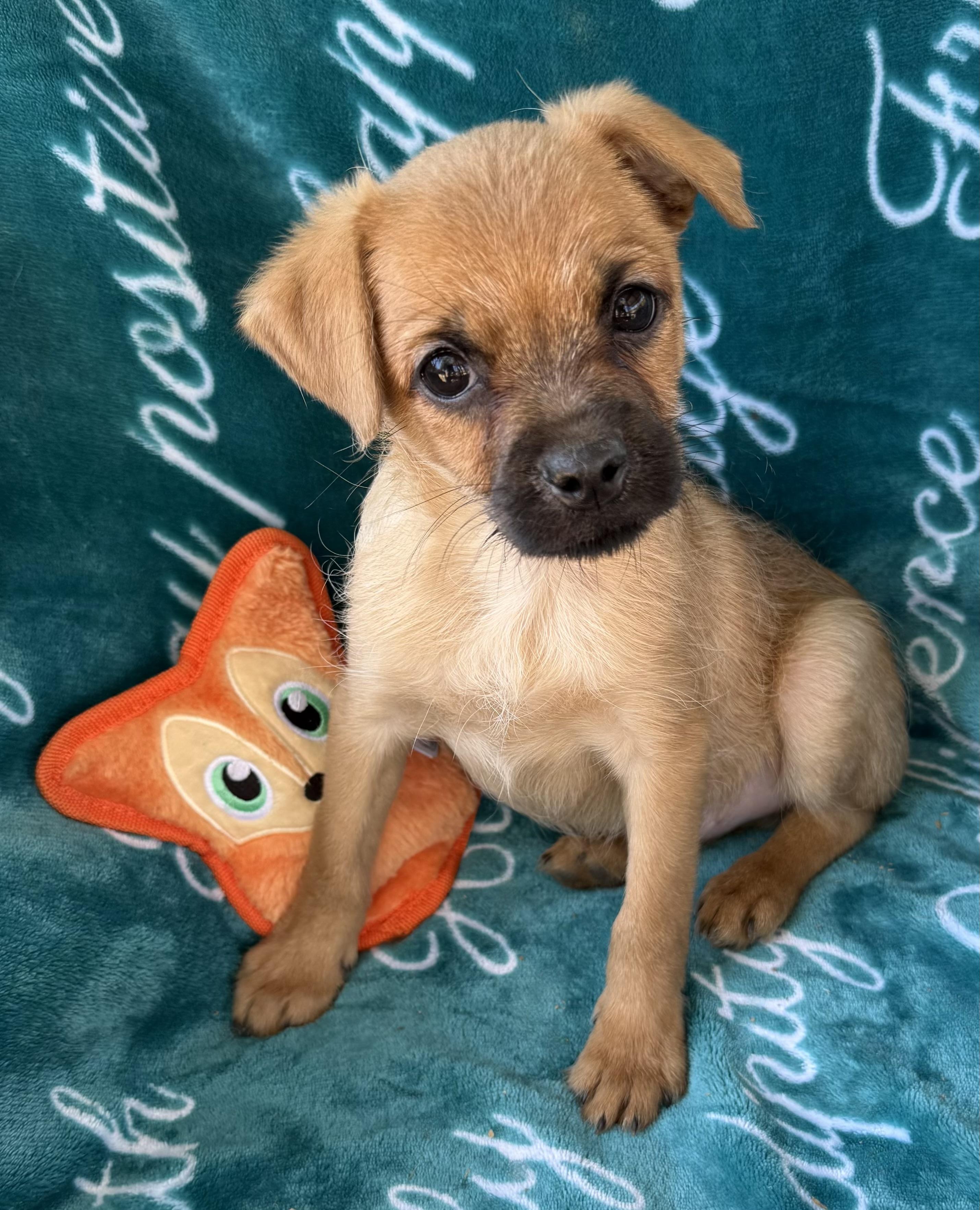 Clyde, ADOPTABLE, Puppy Male Terrier & Pug.