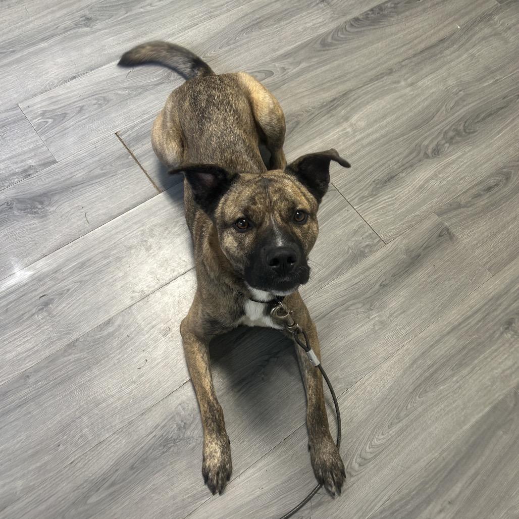 Enlarge Titan, a Adoptable mixed breed in Greenville, PA image 1/6