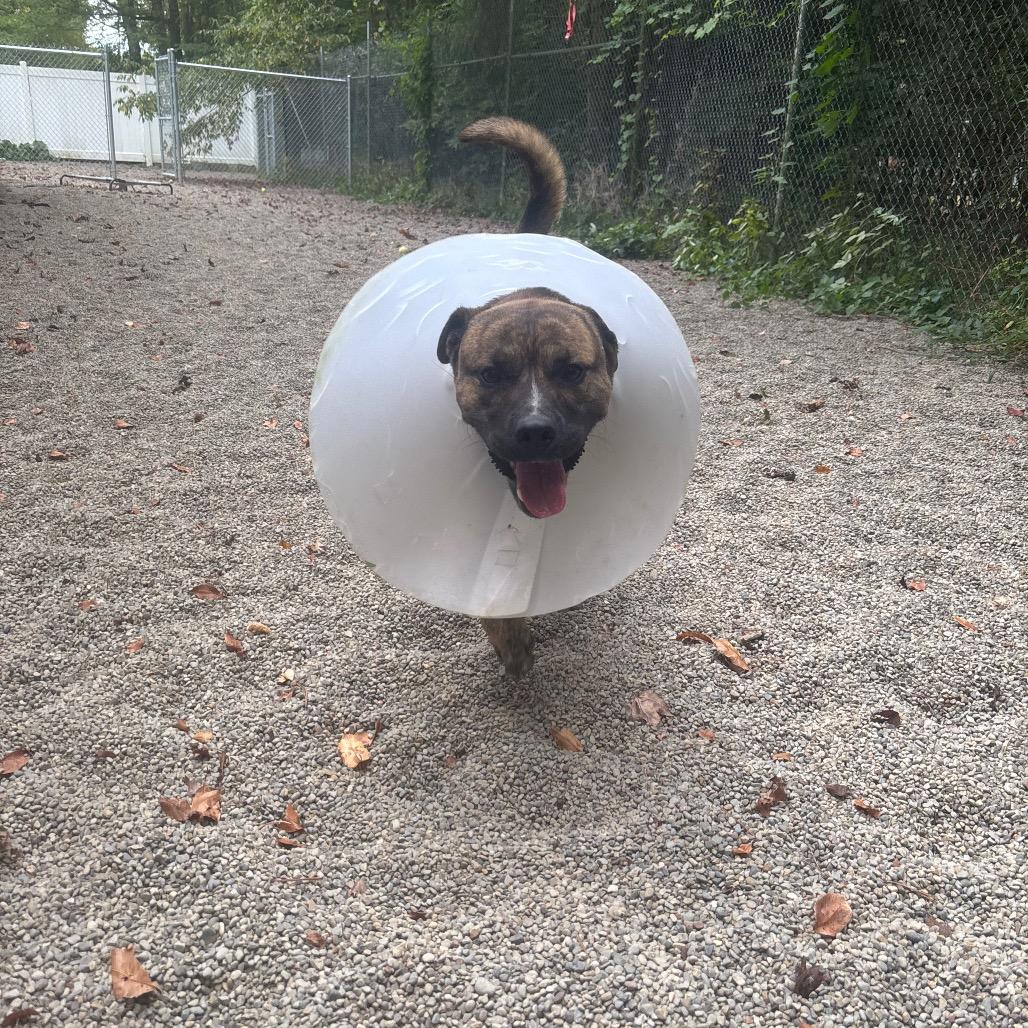 Enlarge Titan, a Adoptable mixed breed in Greenville, PA image 2/6