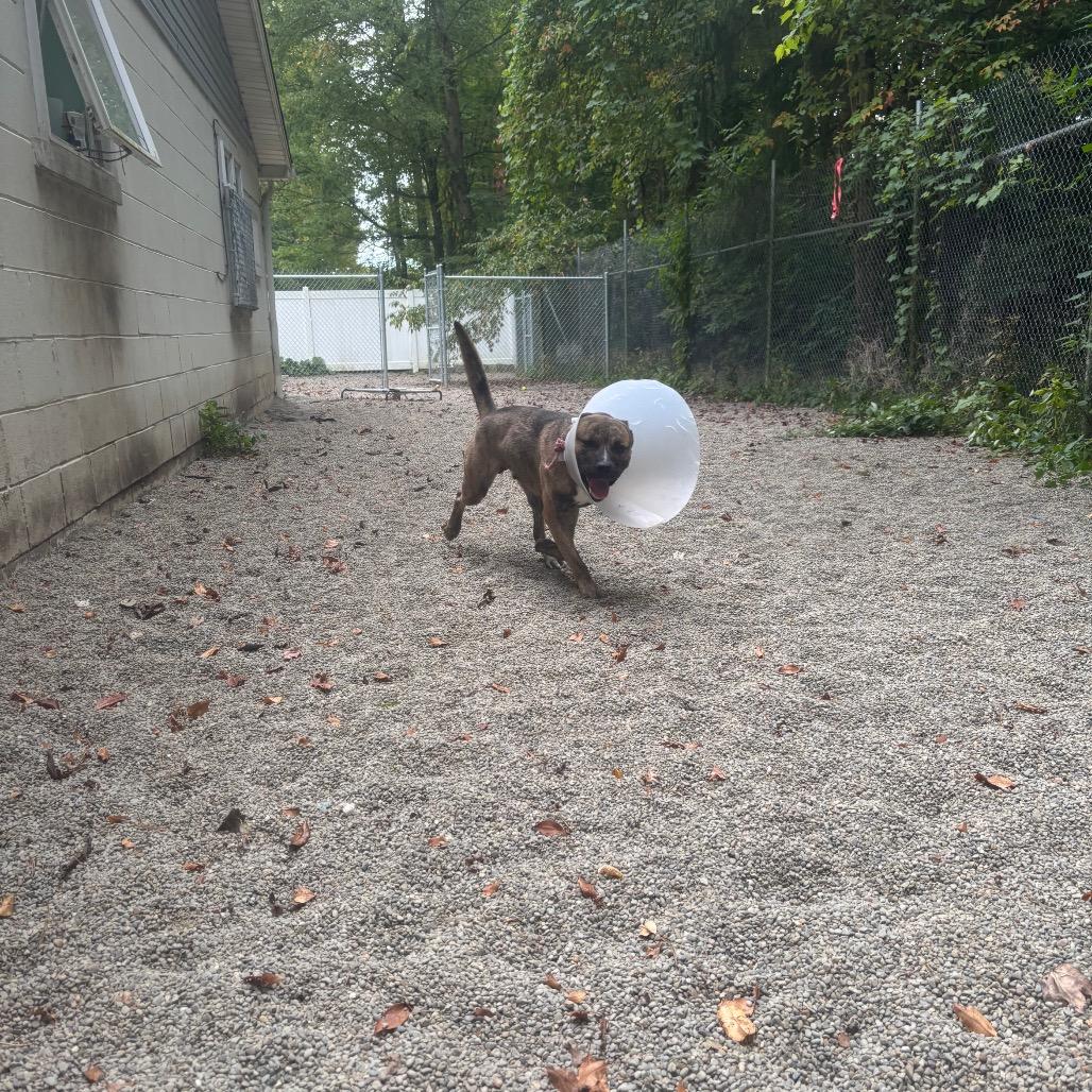 Enlarge Titan, a Adoptable mixed breed in Greenville, PA image 4/6
