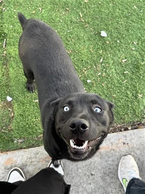 ROCKY, Adoptable, Young Male Labrador Retriever.