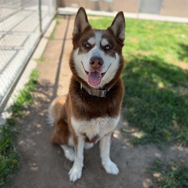 PANCHO, Adoptable, Adult Male Siberian Husky & Mixed Breed.