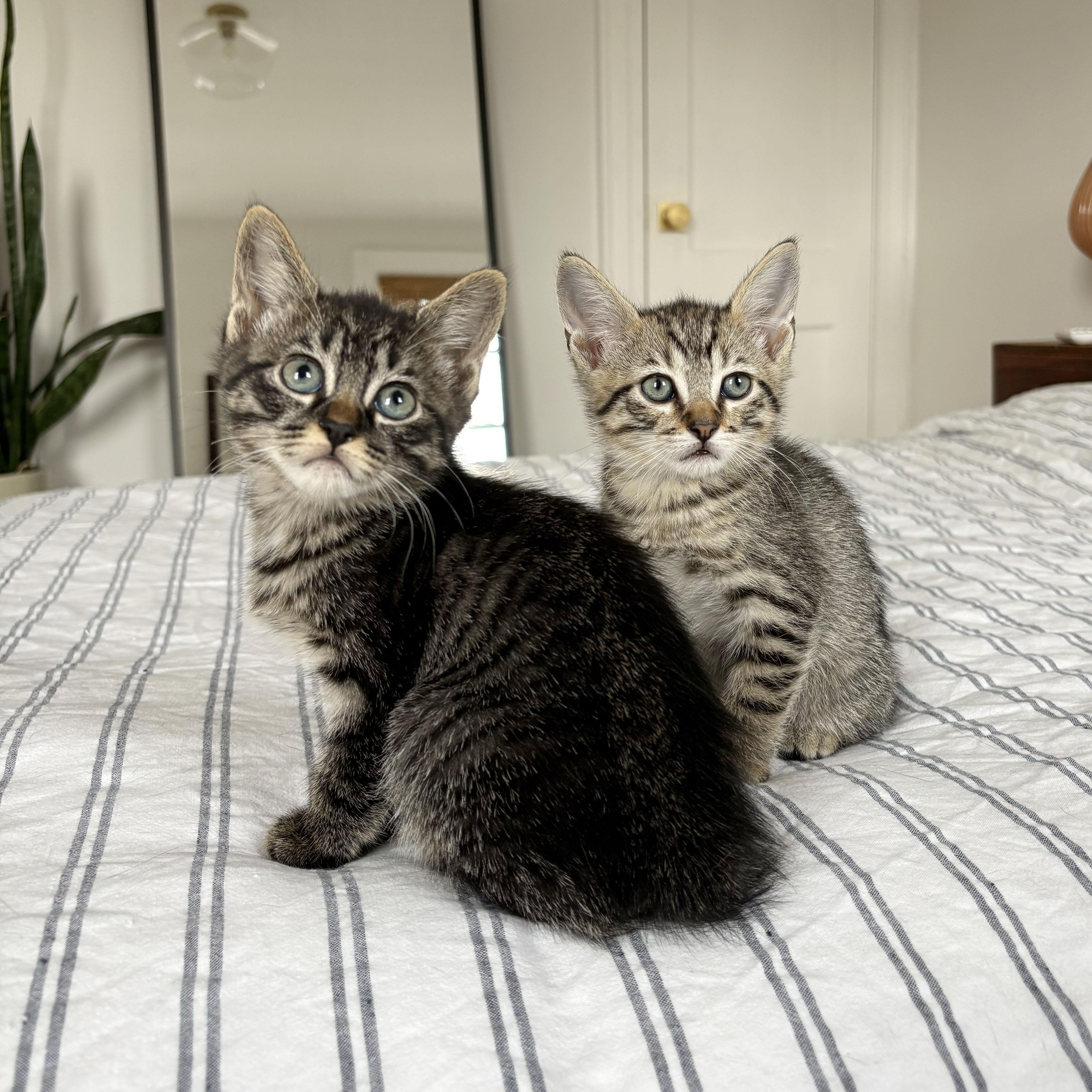 Enlarge Dryer Sheet + Suds, a ADOPTABLE Domestic Short Hair in BROOKLYN, NY image 4/6