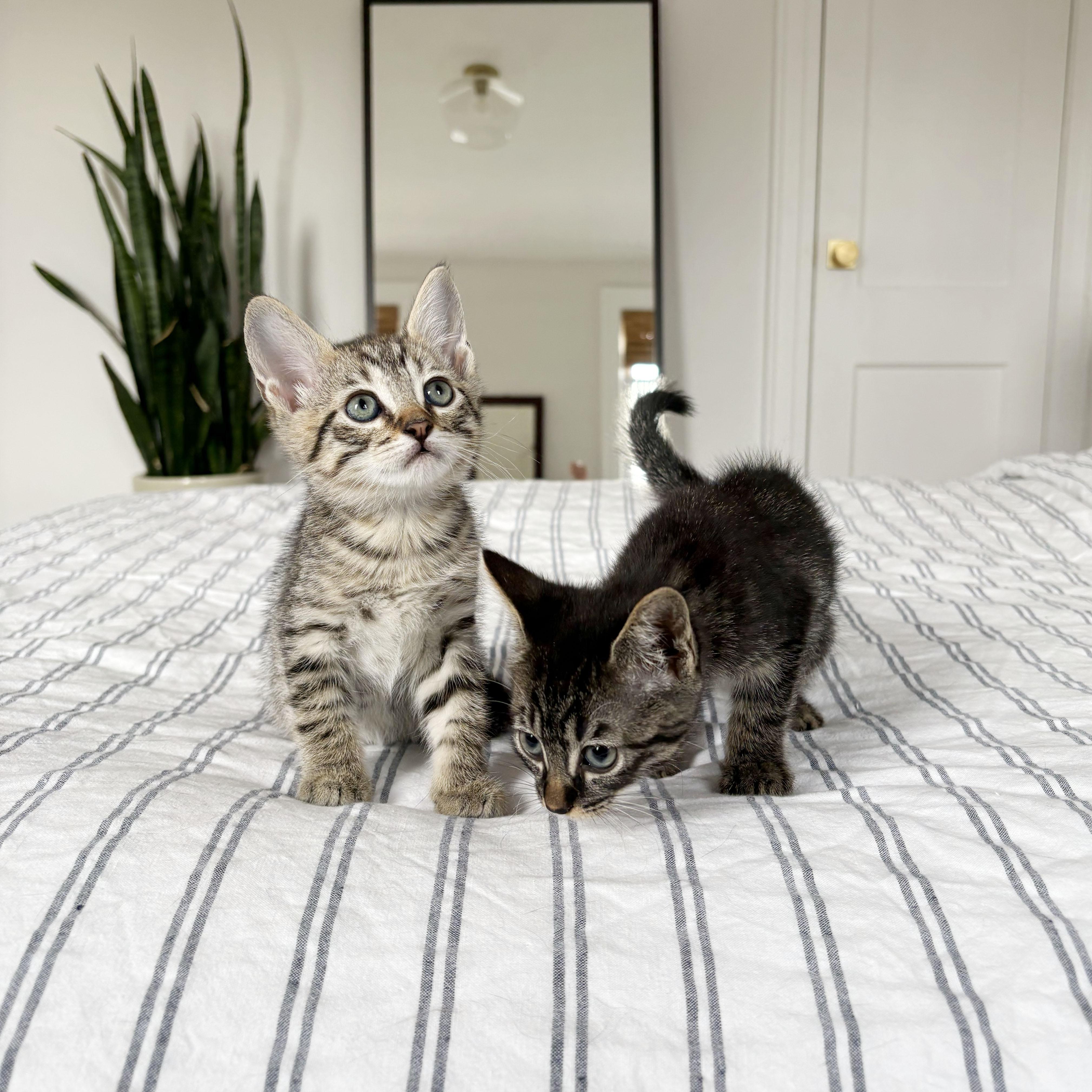 Enlarge Dryer Sheet + Suds, a ADOPTABLE Domestic Short Hair in BROOKLYN, NY image 6/6