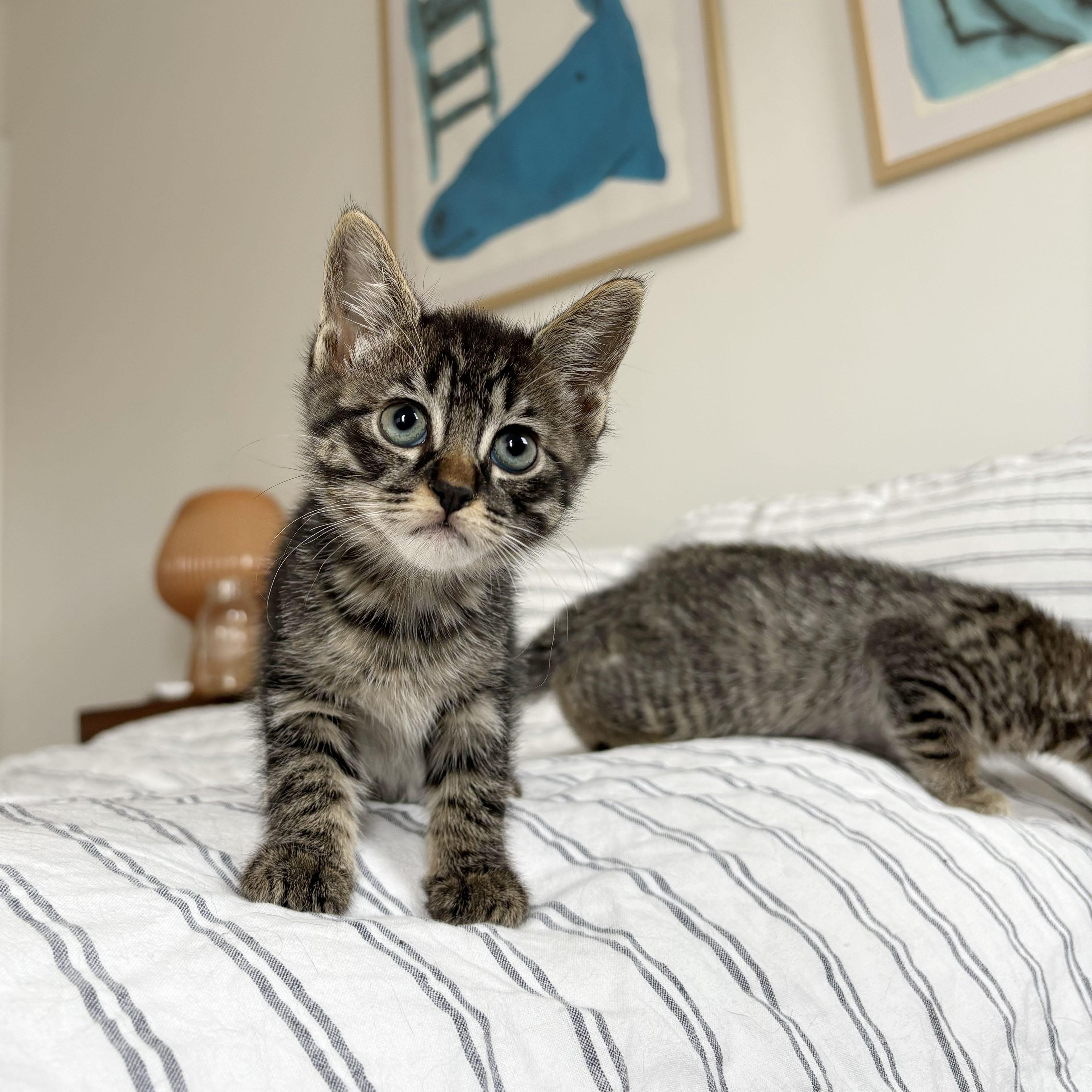 Enlarge Dryer Sheet + Suds, a ADOPTABLE Domestic Short Hair in BROOKLYN, NY image 5/6