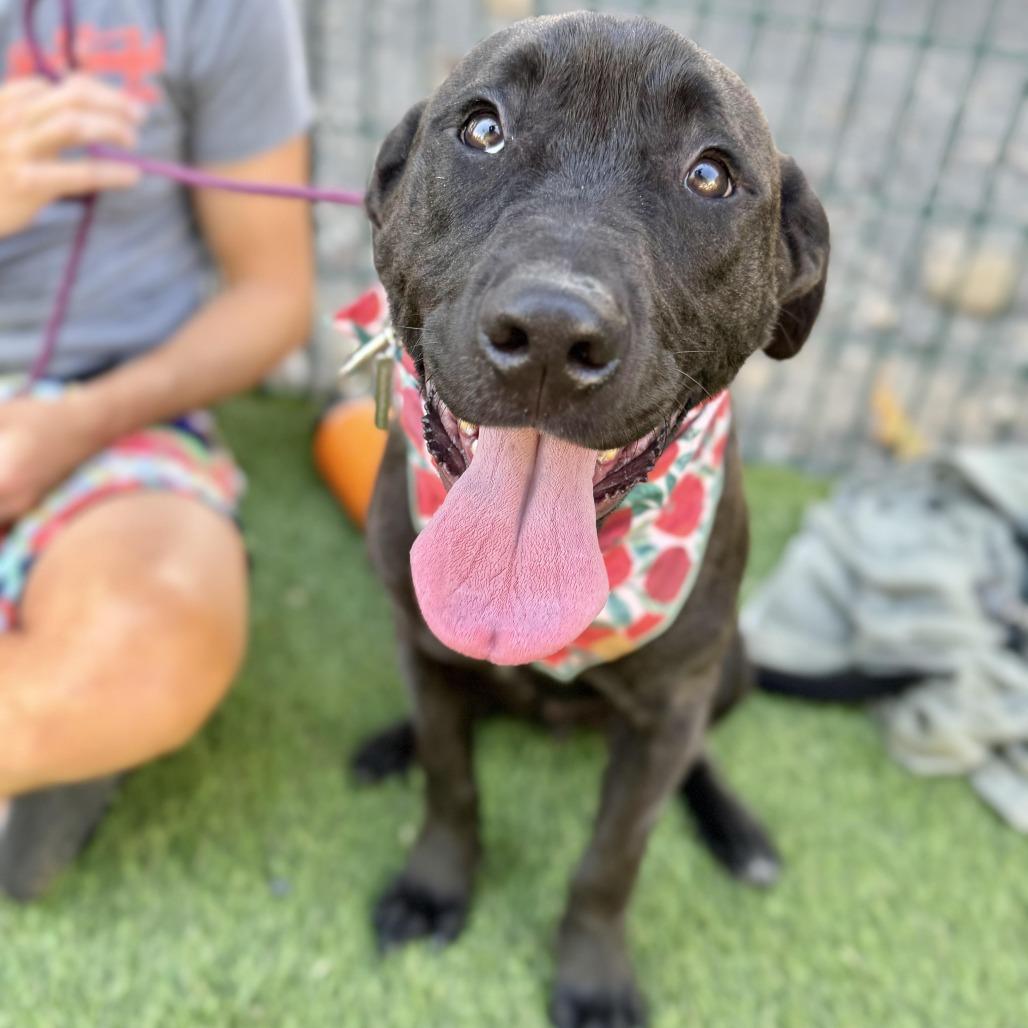 Enlarge Magwitch, a Adoptable mixed breed in Los Angeles, CA image 3/6