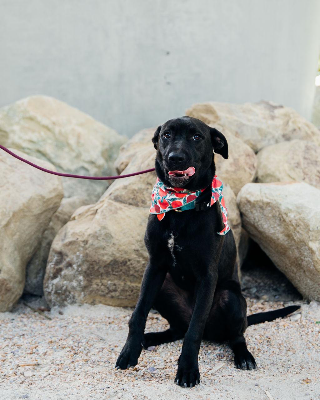 Enlarge Magwitch, a Adoptable mixed breed in Los Angeles, CA image 3/6