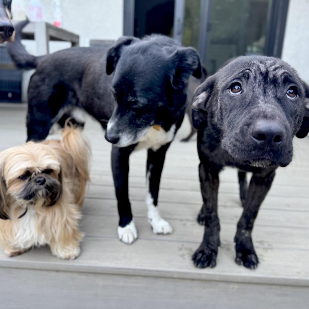 Enlarge Magwitch, a Adoptable mixed breed in Los Angeles, CA image 1/6