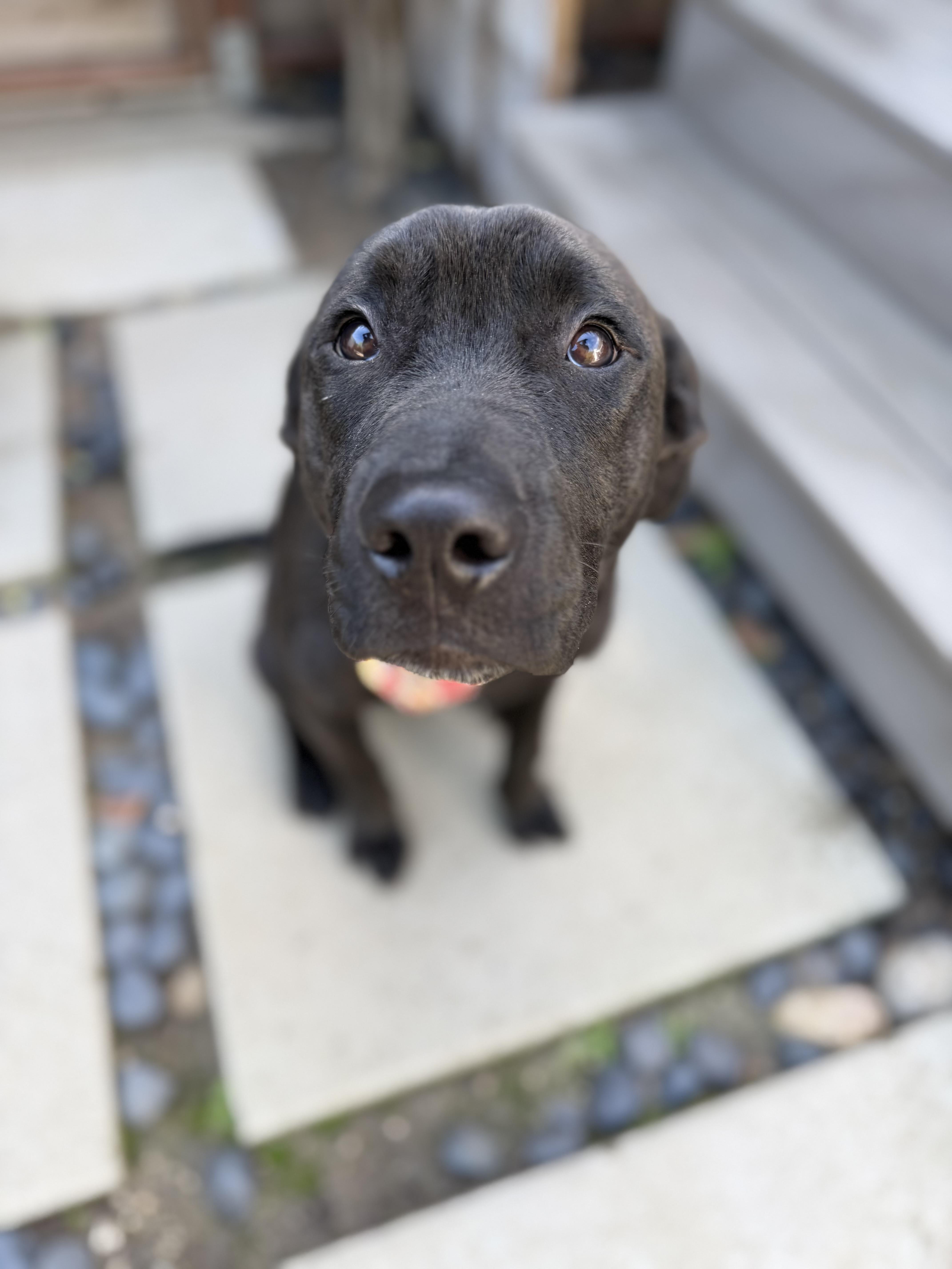 Enlarge Magwitch, a Adoptable mixed breed in Los Angeles, CA image 4/6