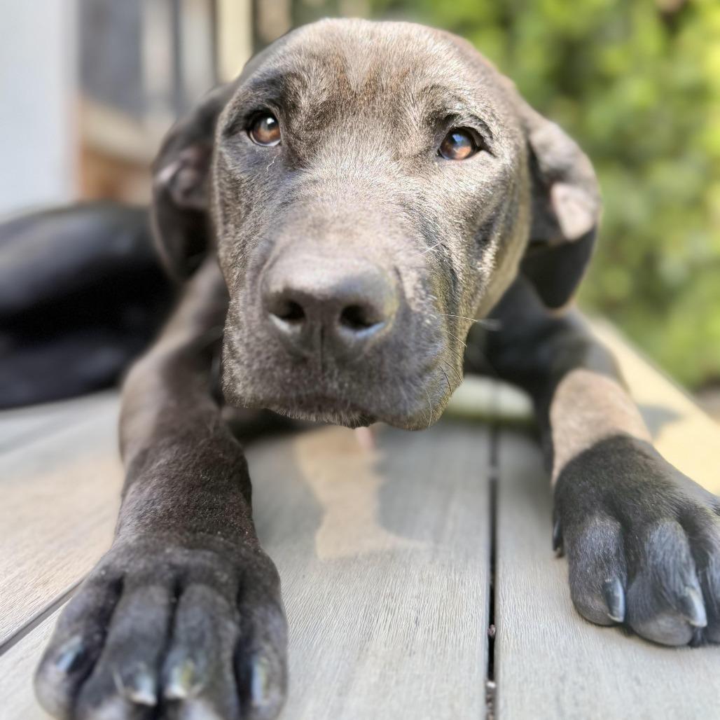 Enlarge Magwitch, a Adoptable mixed breed in Los Angeles, CA image 4/6