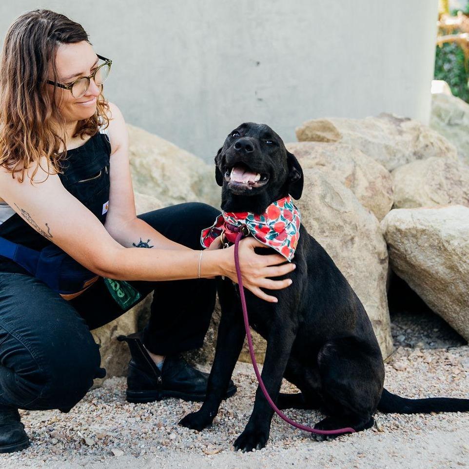 Enlarge Magwitch, a Adoptable mixed breed in Los Angeles, CA image 5/6