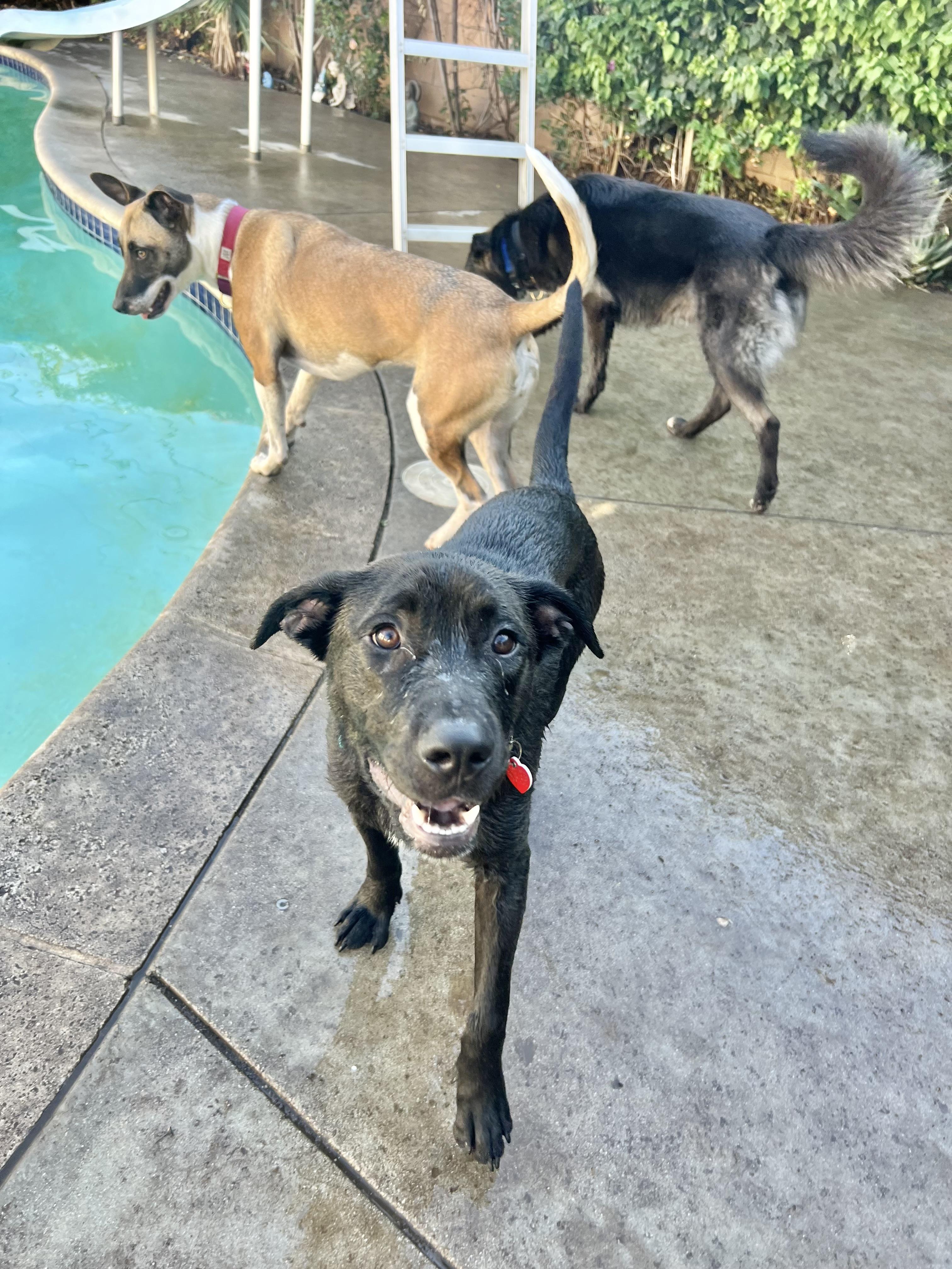 Enlarge Magwitch, a Adoptable mixed breed in Los Angeles, CA image 5/6