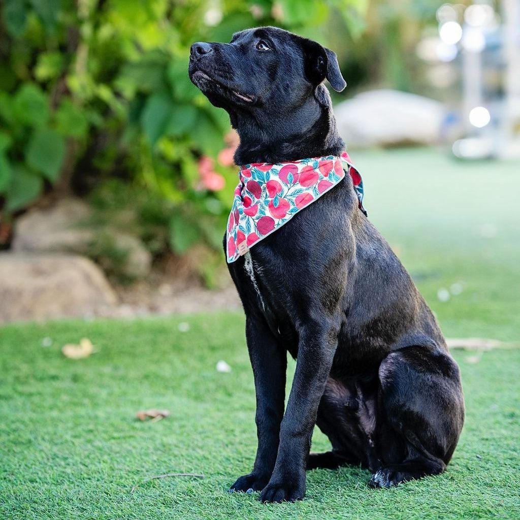 Enlarge Magwitch, a Adoptable mixed breed in Los Angeles, CA image 6/6