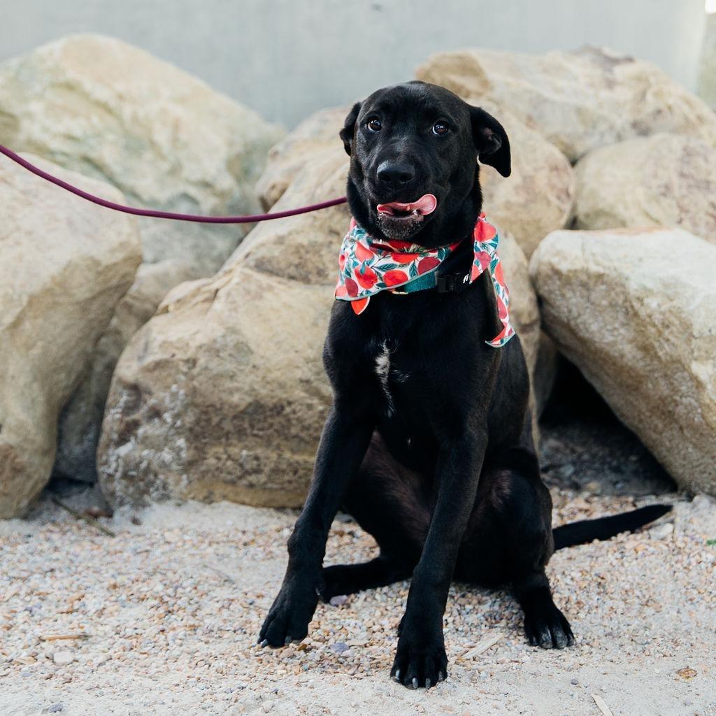 Enlarge Magwitch, a Adoptable mixed breed in Los Angeles, CA image 2/6