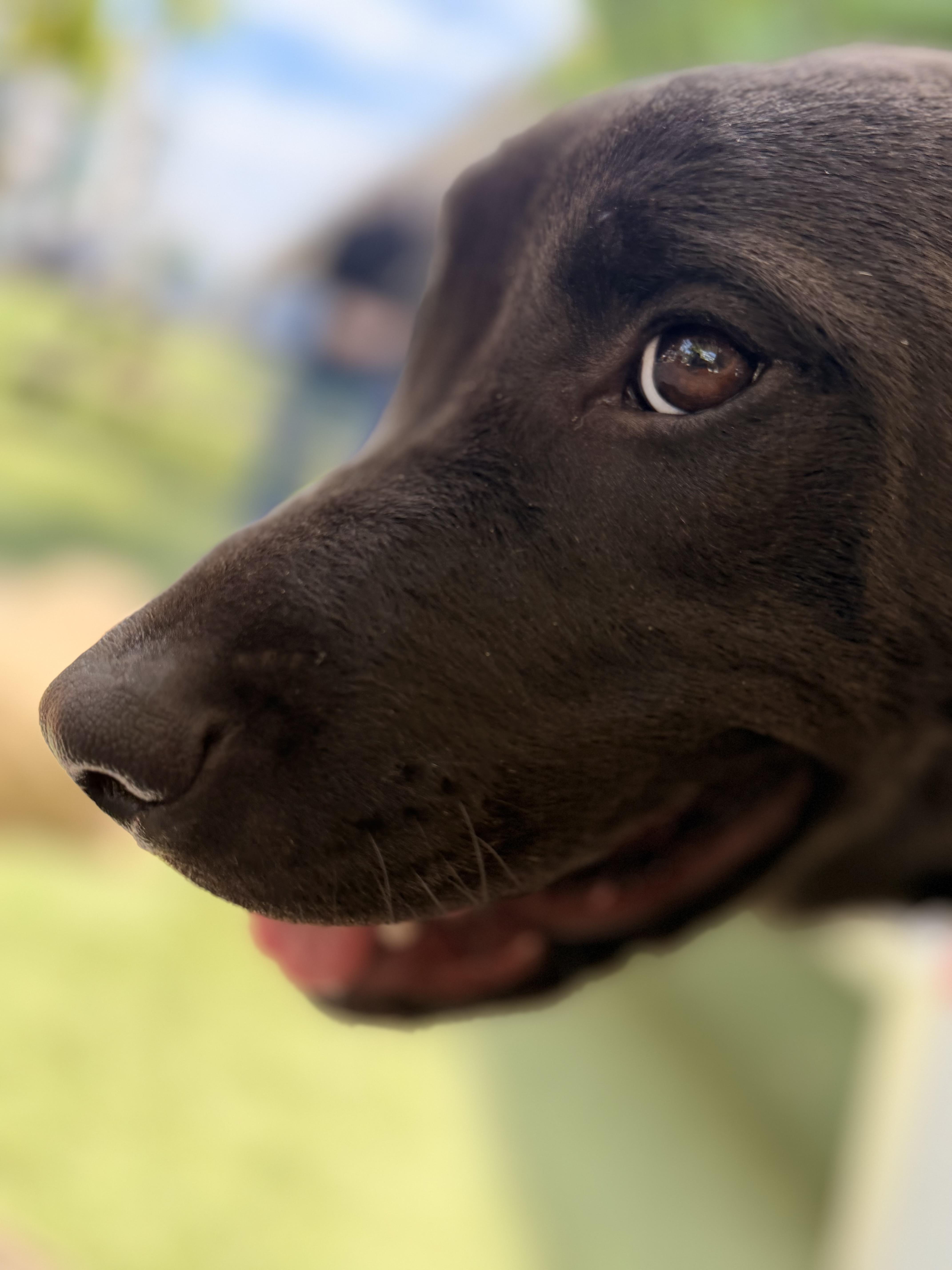 Enlarge Magwitch, a Adoptable mixed breed in Los Angeles, CA image 1/6