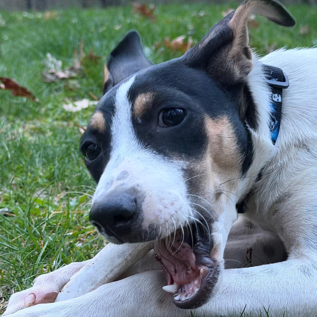 Bella, a ADOPTABLE Mixed Breed in Sandwich, MA image 6/6