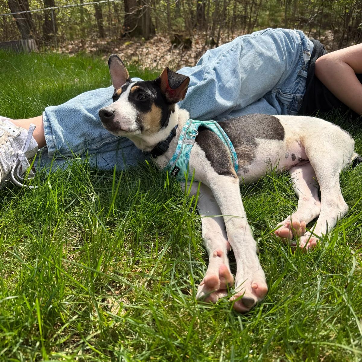 Bella, a ADOPTABLE Mixed Breed in Sandwich, MA image 5/6