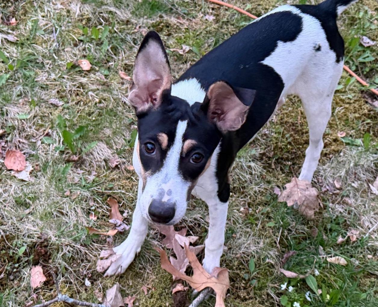 Bella, a ADOPTABLE Mixed Breed in Sandwich, MA image 1/6