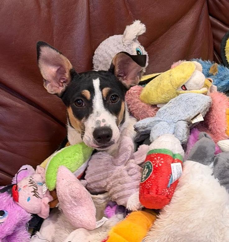 Bella, a ADOPTABLE Mixed Breed in Sandwich, MA image 2/6