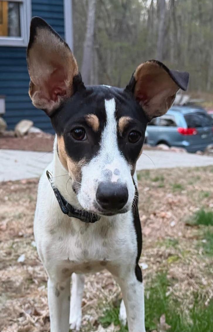 Bella, a ADOPTABLE Mixed Breed in Sandwich, MA image 3/6