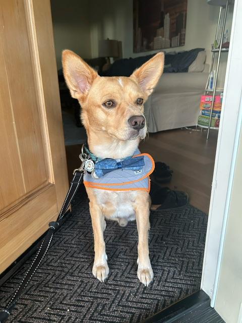 Foxy, a Adoptable mixed breed in Bay Point, CA image 1/5