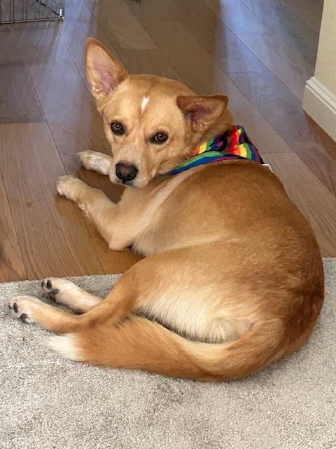 Foxy, a Adoptable mixed breed in Bay Point, CA image 2/5