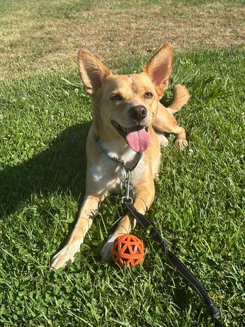 Foxy, a Adoptable mixed breed in Bay Point, CA image 3/5
