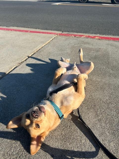Foxy, a Adoptable mixed breed in Bay Point, CA image 4/5