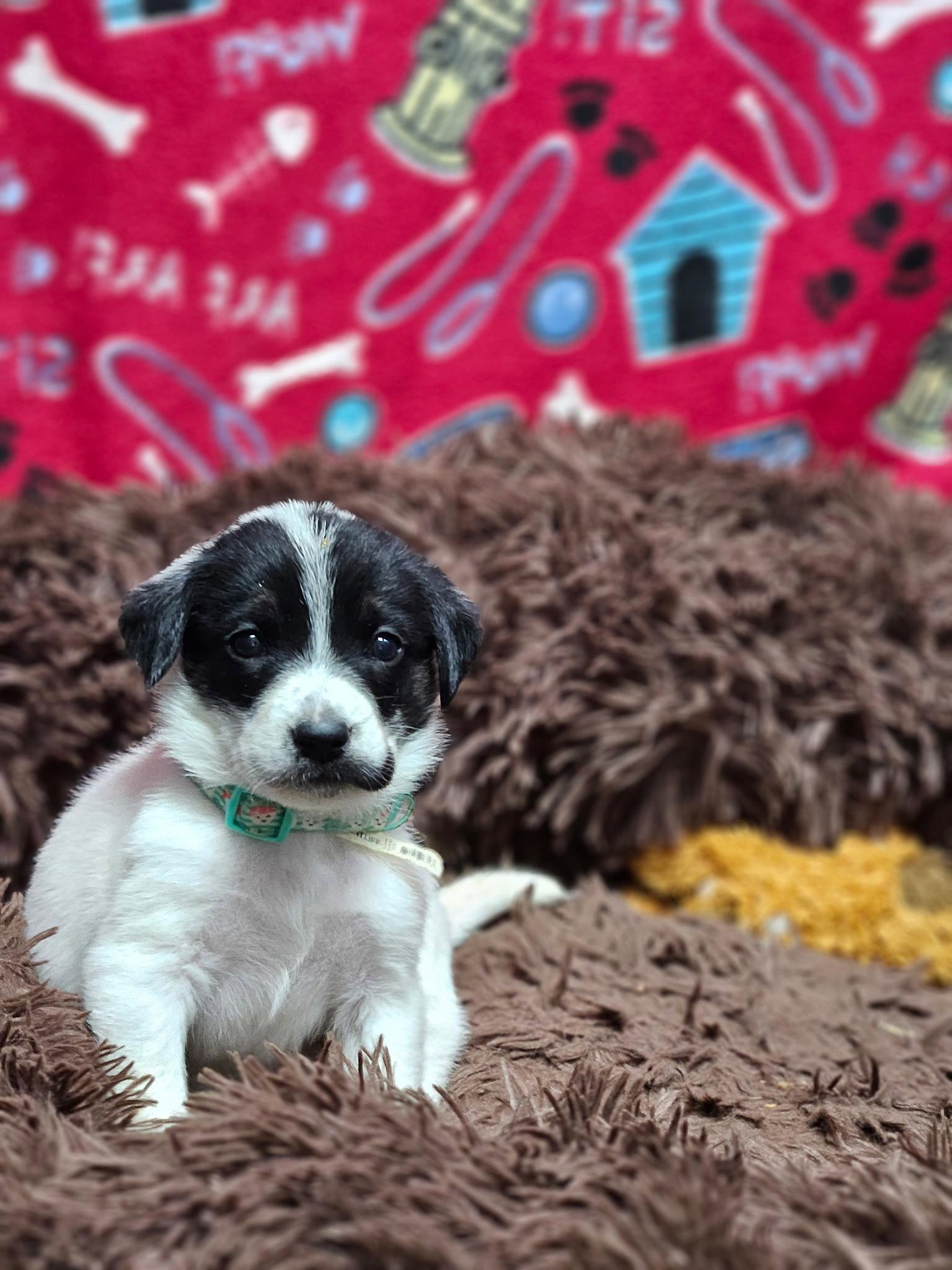 Gnocchi, Adoptable, Puppy Female German Shepherd Dog.