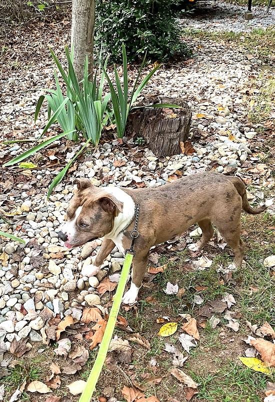 Enlarge PANCHO, a Adoptable Terrier in Pegram, TN image 3/6
