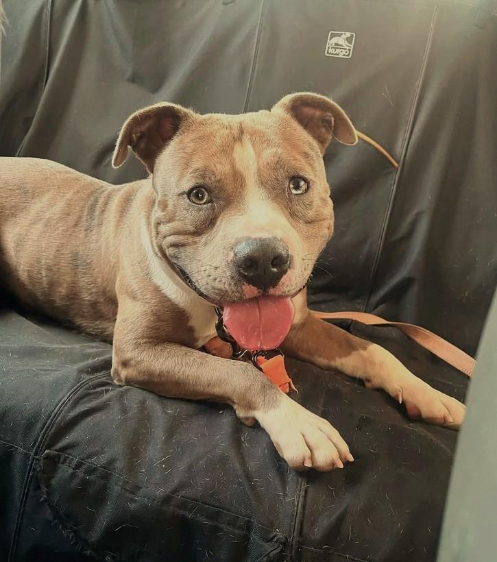 Enlarge PANCHO, a Adoptable Terrier in Pegram, TN image 5/6