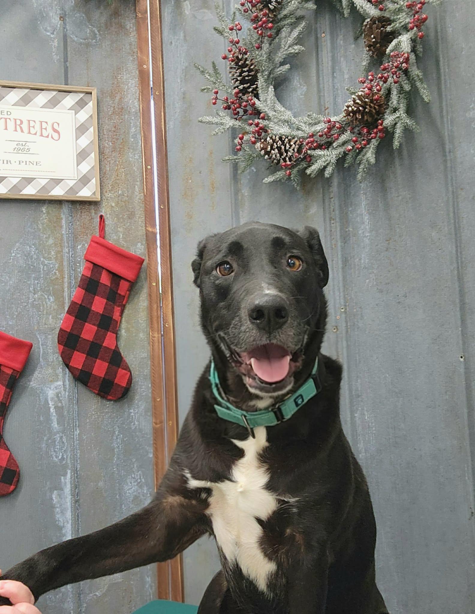 Emma, Adopted, Adult Female Labrador Retriever.