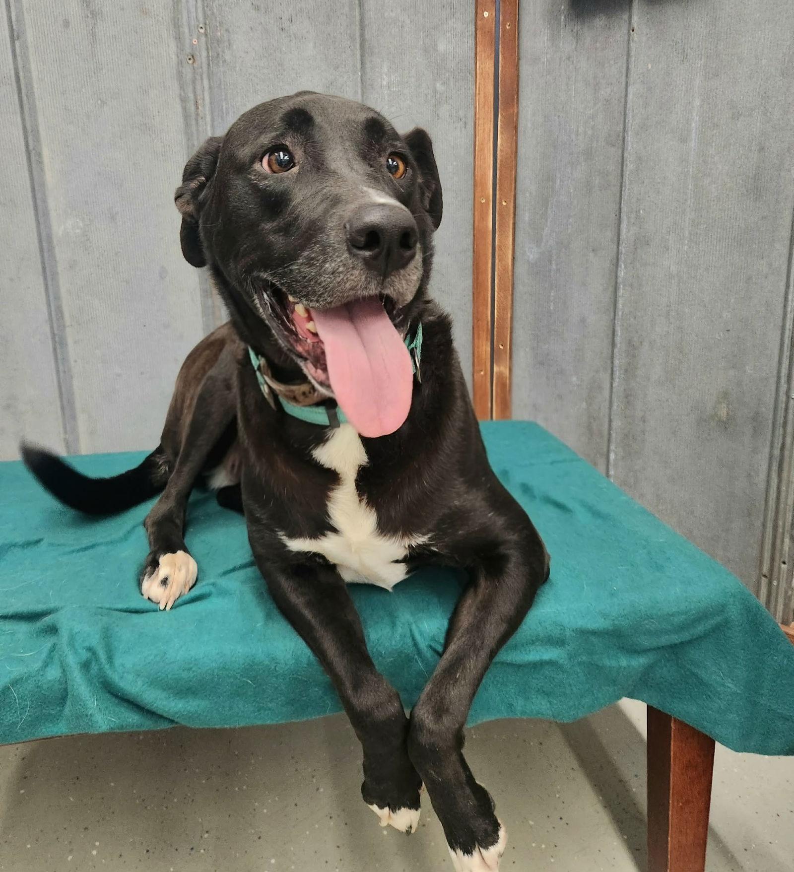 Enlarge Emma, a Adopted Labrador Retriever in Detroit Lakes, MN image 2/3