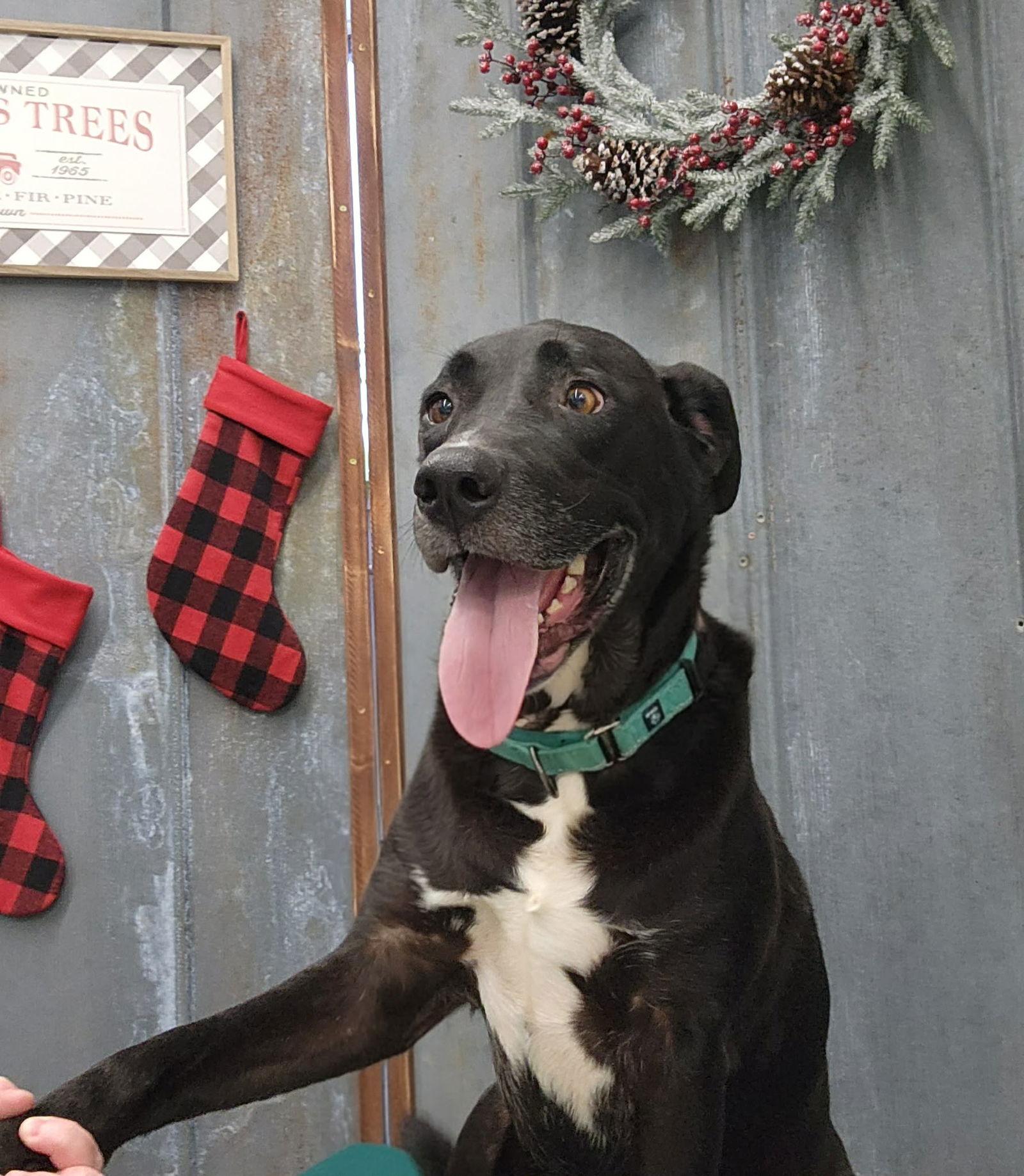 Enlarge Emma, a Adopted Labrador Retriever in Detroit Lakes, MN image 3/3