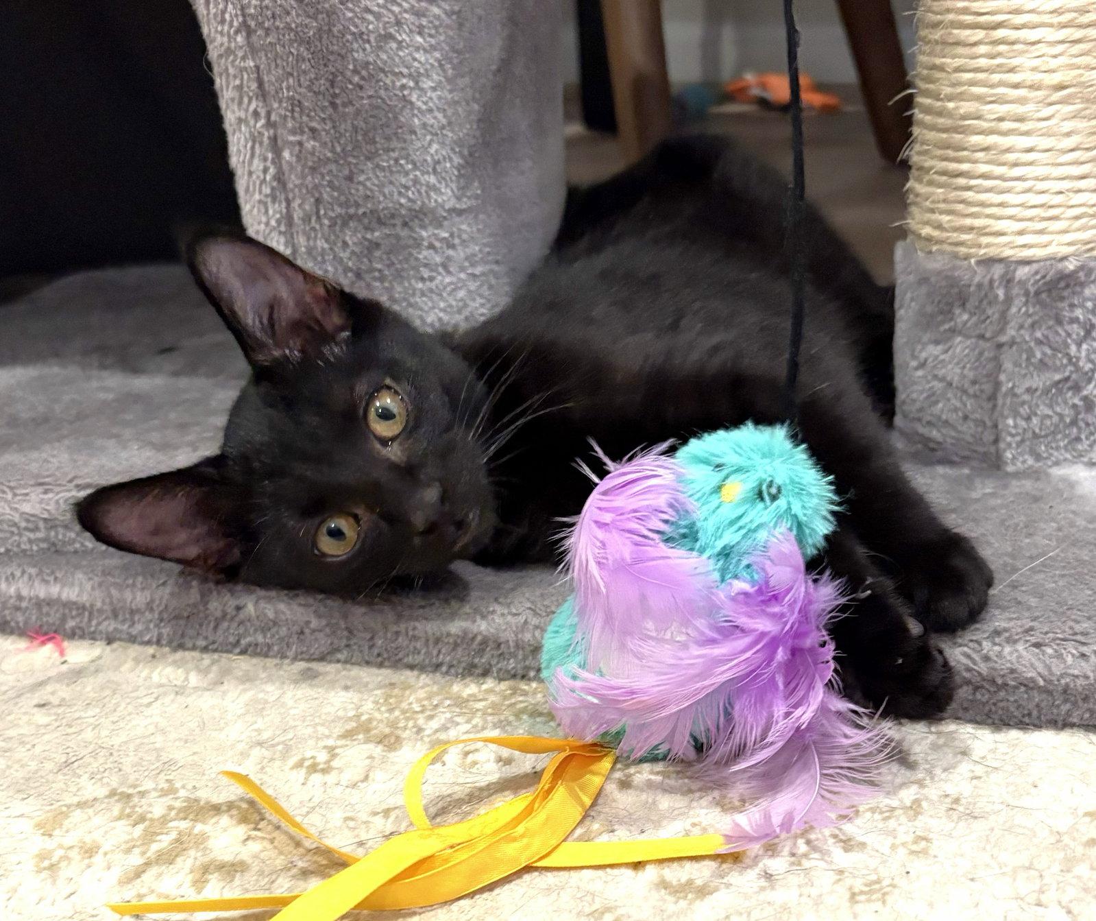 Swan, Adoptable, Kitten Female Domestic Short Hair.