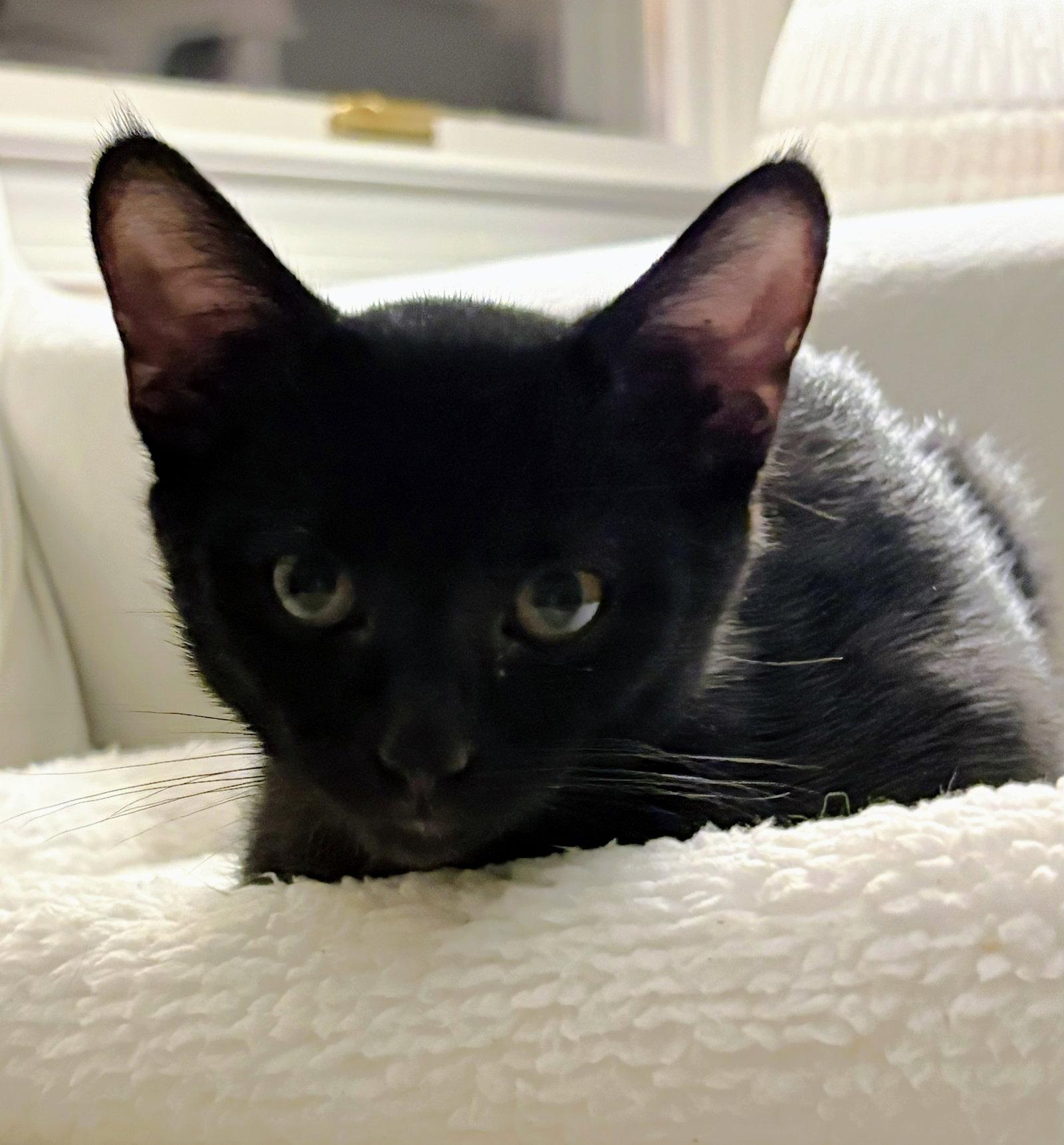 Enlarge Swan, a Adoptable Domestic Short Hair in Leesburg, VA image 2/3