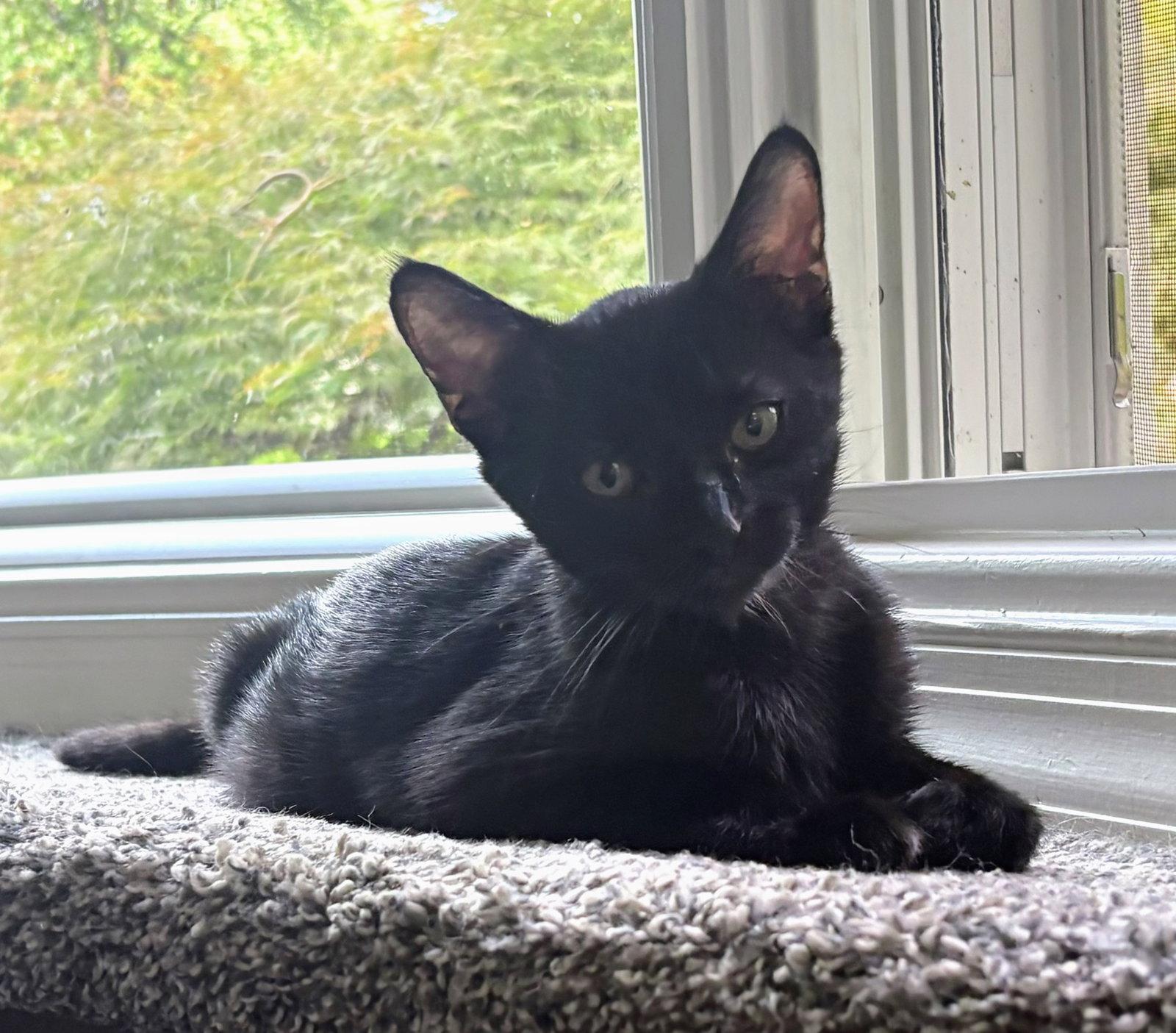 Enlarge Swan, a Adoptable Domestic Short Hair in Leesburg, VA image 3/3