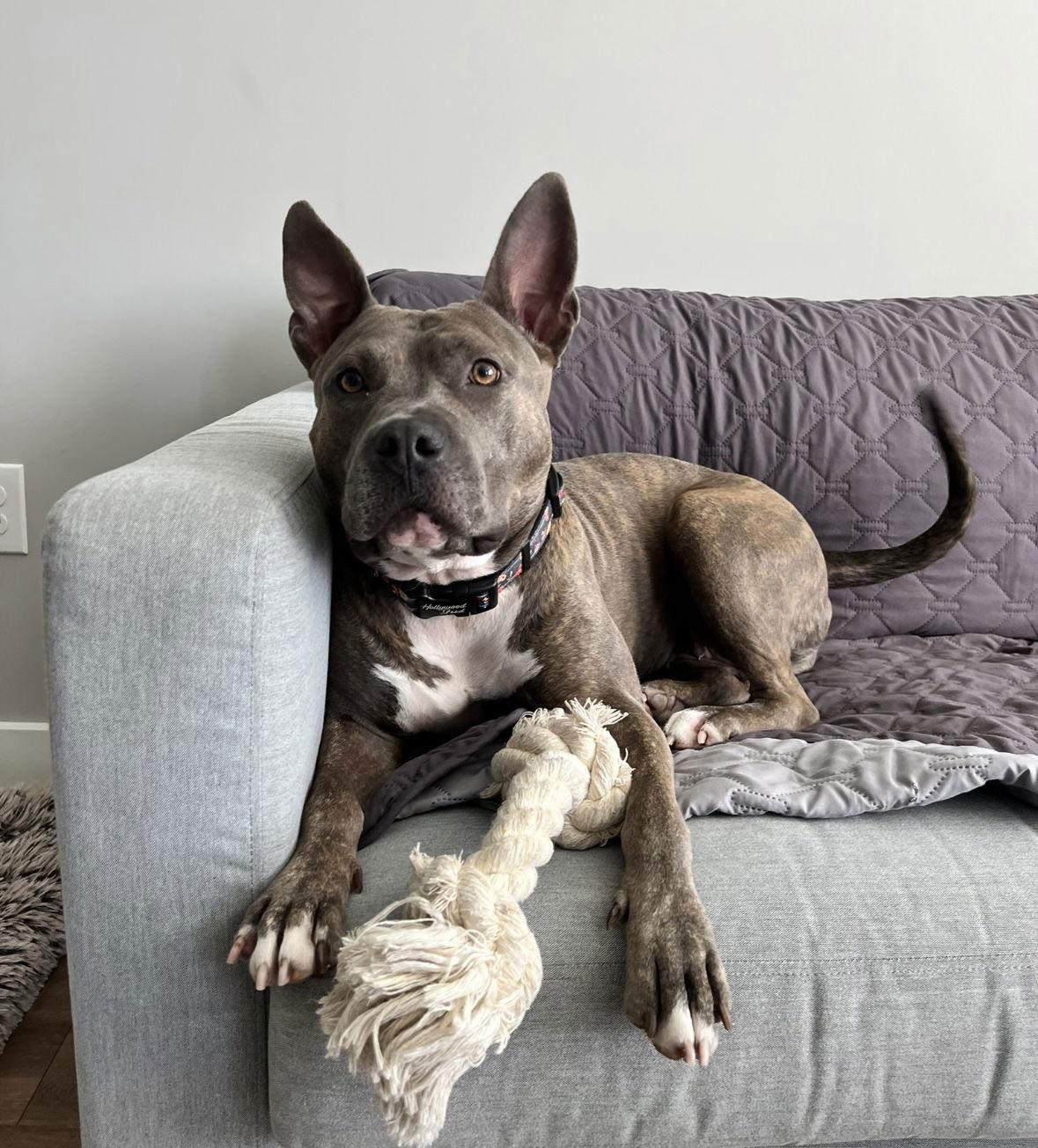 Elsie, Adopted, Young Female American Staffordshire Terrier.