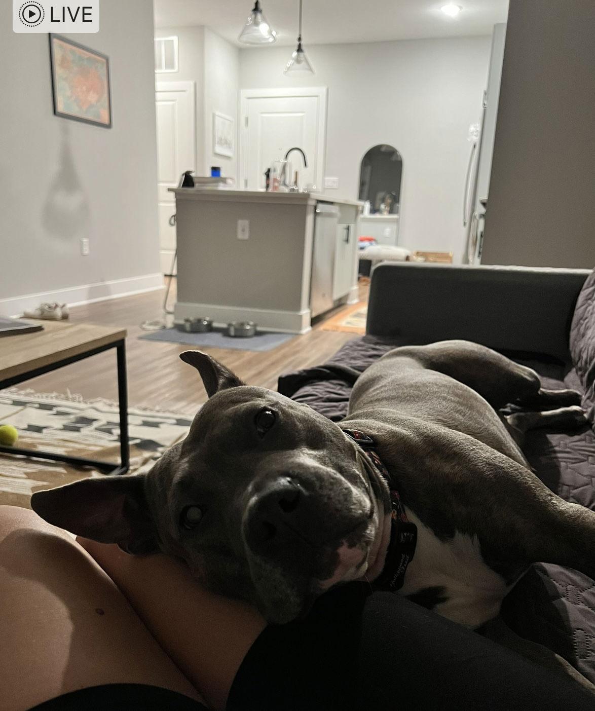 Enlarge Elsie, a Adopted American Staffordshire Terrier in Mint Hill, NC image 2/3