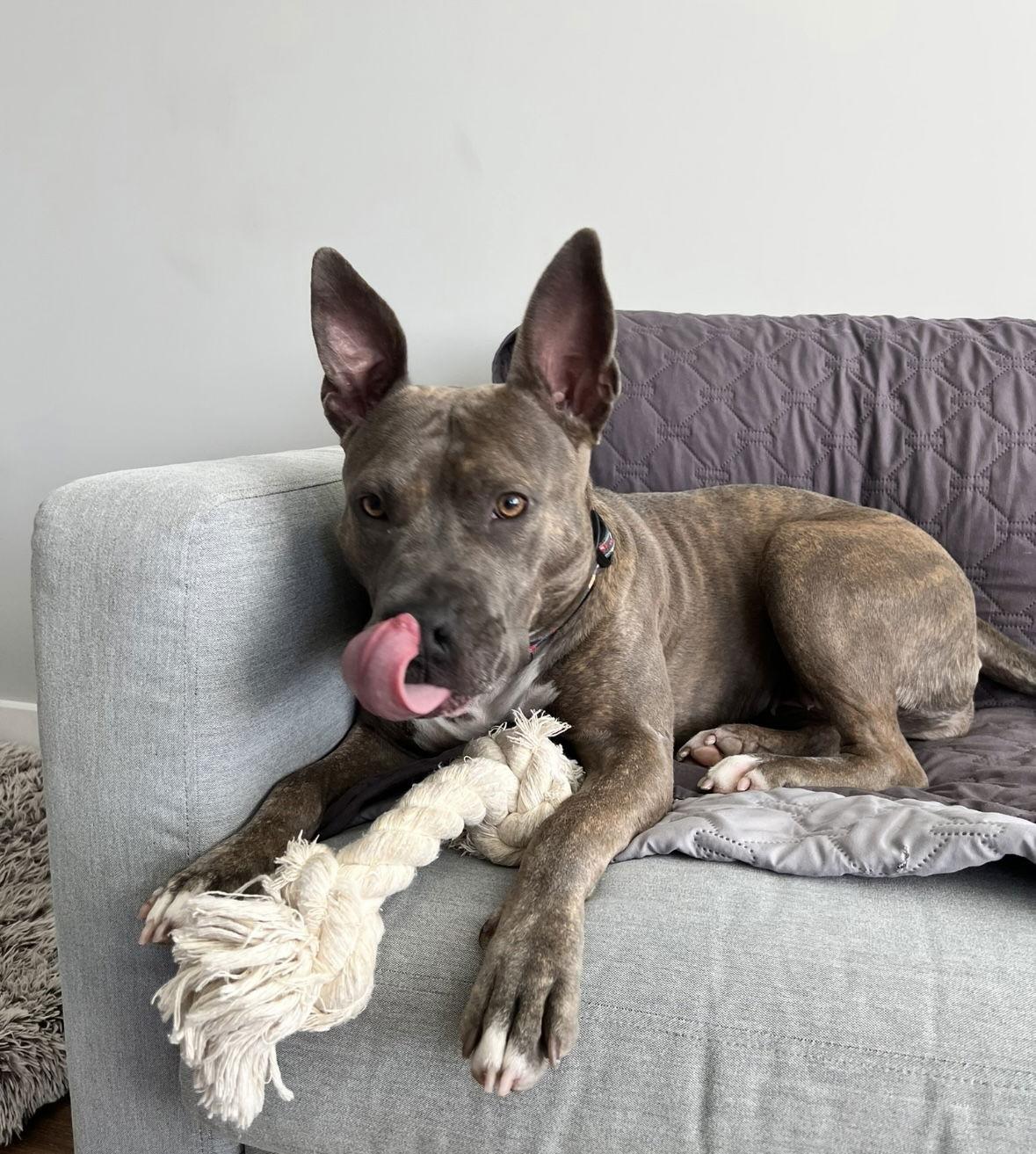 Enlarge Elsie, a Adopted American Staffordshire Terrier in Mint Hill, NC image 3/3